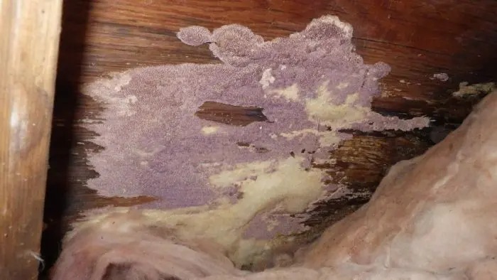mold-fungus-water-damage-roof-leak