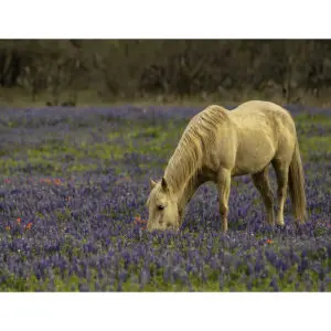 Texas Spring - Robert Michaelson