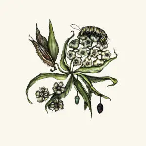 Milkweed & Monarch - Jill Bedgood