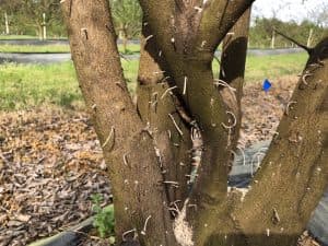 Little toothpick-like sawdust bundles extrude from a tree after ambrosia beetles attacked it.
