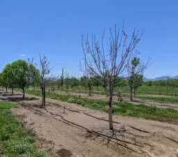 Shows a row of young trees that are almost completely defoliated. The 2019 Halloween freeze killed these trees down to the soil line.