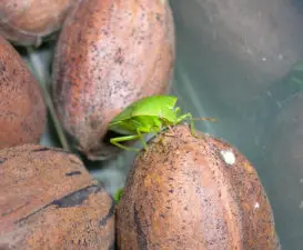 A green stink bug sits on the corner of an inshell pecan as it feeds.