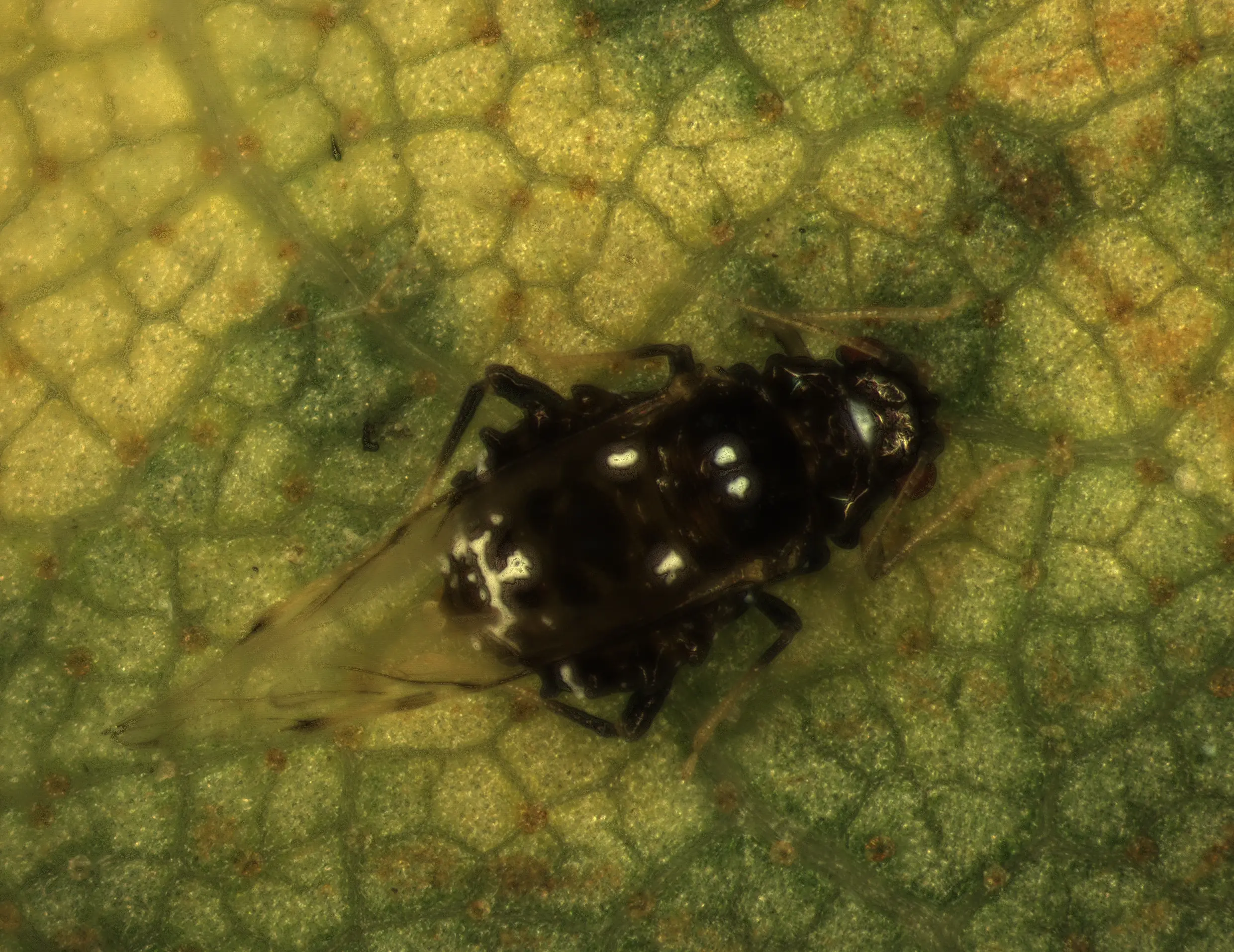 Adult black aphid sits on a pecan leaf.