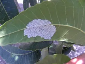 Female moths deposit egg mases, made up of small, round white eggs, on the undersides of individual leaflets. This is the start of an infestation.
