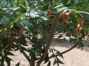 A branch with multiple leaves that are browning and curling in on themselves due to Xylella fastidiosa..