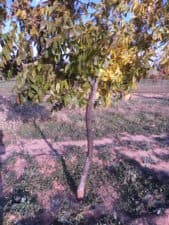 A pecan tree with a narrow, curved trunk shows signs of a borer infestation, which can be seen in the holes in the trunk and the wet areas across the bark.