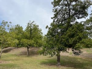 Several pecan trees in a river bottom have different amounts of foliage after surviving the drought.