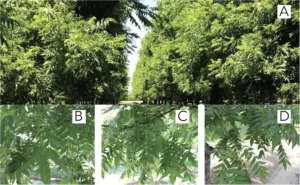 The visual differences on the trees; their leaves.
