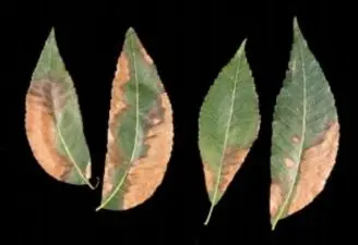 Pecan bacterial leaf scorch. (Photo credit: Lenny Wells, University of Georgia)