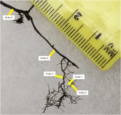 Image 1. Order of root system (Image provided by Stephanie Adams)