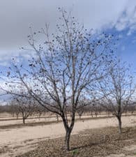 A tree split into a y-shape near the orchard floor. Training young pecan trees is one important winter activity growers should think about after harvest.