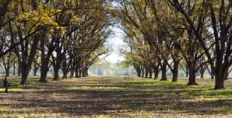 An orchard in fall.