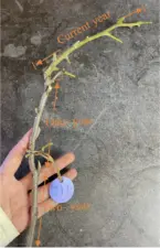 A pecan fruiting shoot with old and new growth, which provides insight into alternate bearing.
