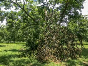 A broken branch hanging out of a mature pecan tree.
