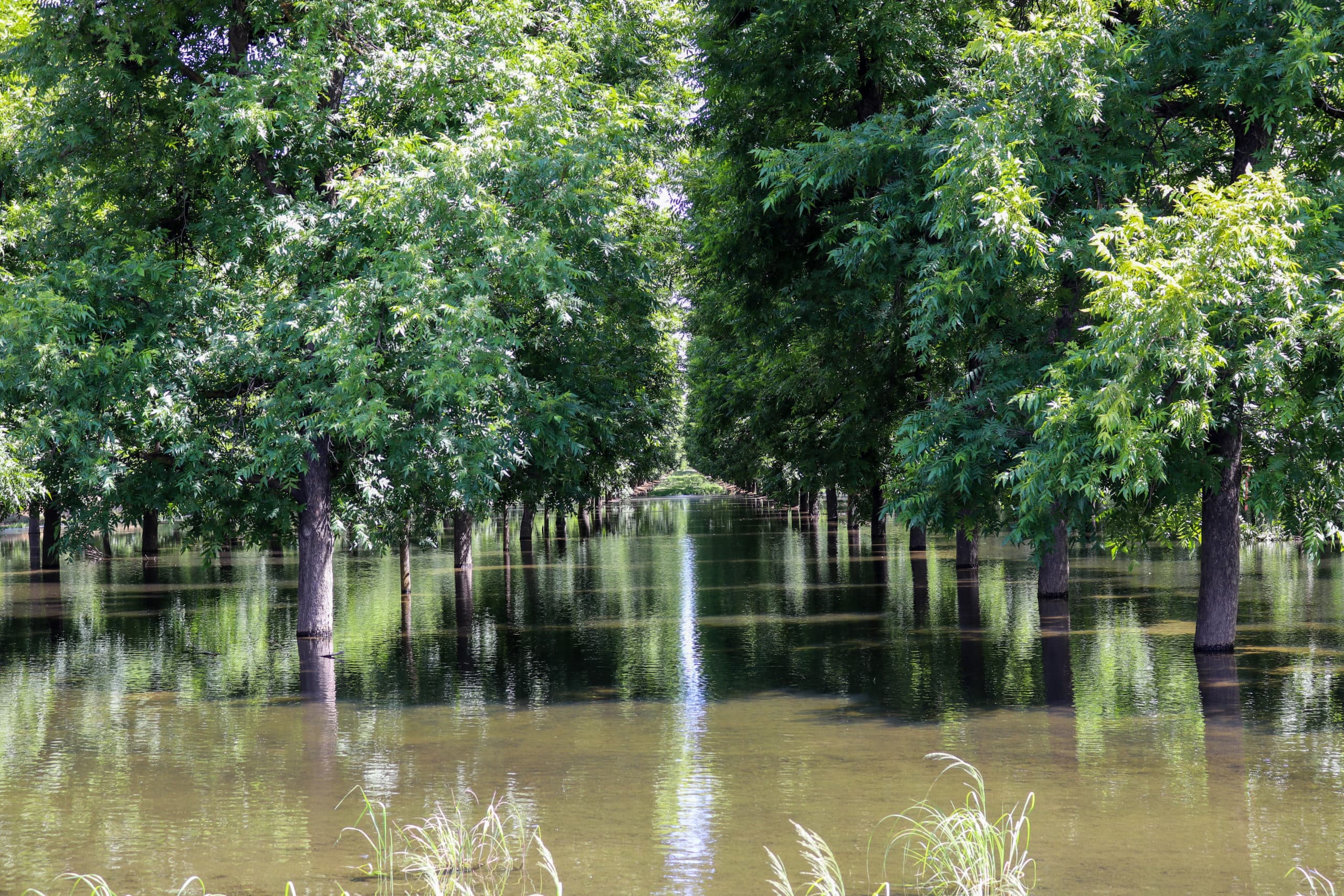 The North 19E plot, eastside of R4-2, flooded with water during the on-farm recharge.
