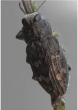 picture of the Buprestid beetle