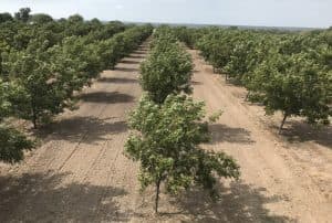 An orchard in dormancy with a sandy orchard floor, clear of any plant-life.