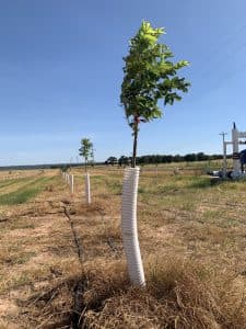 A young pecan tree surrounded by white tree protector.