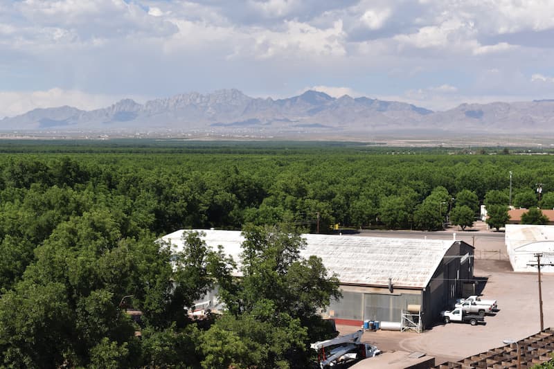 From atop the Stahmann cleaning plant in New Mexico's Mesilla Valley, you can see the pecan orchard all the way back to the surrounding valley and mountains.