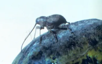 An adult pecan weevil pokes its mouthpart into an inshell pecan and eats the kernel.