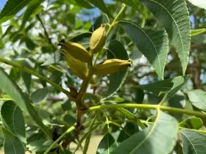 A nut cluster with four nutlets at the beginning of their development in early June 2020.