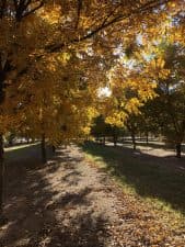 November fall colors in the orchard. Photo submitted by Richard Heerema, New Mexico.