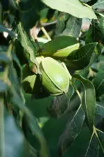 A nut cluster hidden behind the leaves.