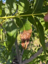 A leaf that has turned a splotchy brown from the tip and into its middle.