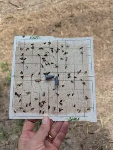 Figure 2. Pheromone traps are an essential part of PNC monitoring but must be interpreted carefully. Traps are only attractive to male moths and are not an accurate indication of egg laying by female moths. Non- target moths, like mesquite bean roller, are also sometimes caught in these traps, which can be misleading. (Photo by Kristen Bowers)