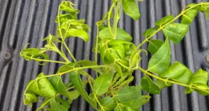 Early symptoms of auxin herbicide injury to pecan exhibiting folding and curling of leaflets.