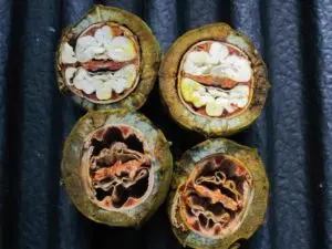 Comparing healthy nuts to imazapic injured nuts