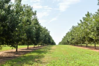 Two rows of fairly young pecan trees separated by a separate of grass.