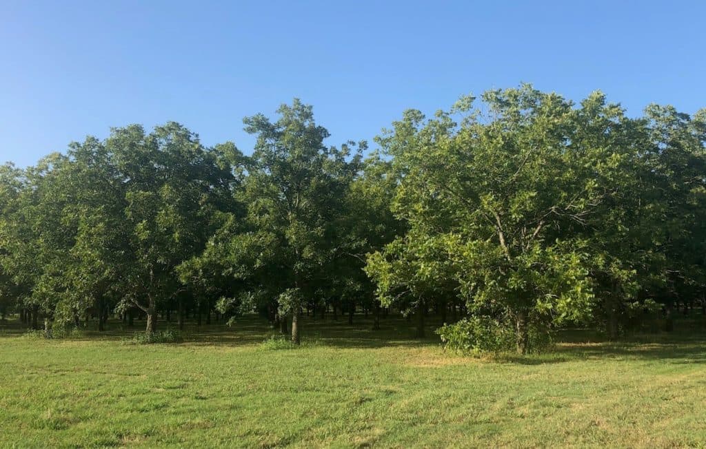 Three trees at the end of row that includes '1975-08-0005' in the middle.