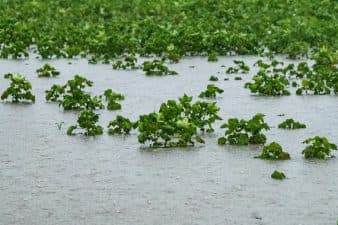 Floodwaters cover a field of crops. Only the tops of the crops appear above the surface at the top of the image.