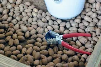 A box of inshell pecans with a red handcracker in it.