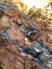 A little white larva with a flat, shovel-shaped head burrows deeper into a pecan tree branch.