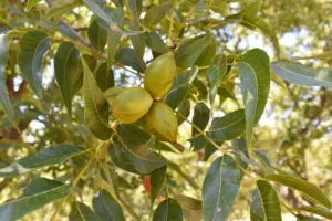 A nut cluster hangs heavy on a tree at the 3SA for Veterans' orchard in Eldorado, Texas. The nonprofit will use this pecan orchard to help vets.