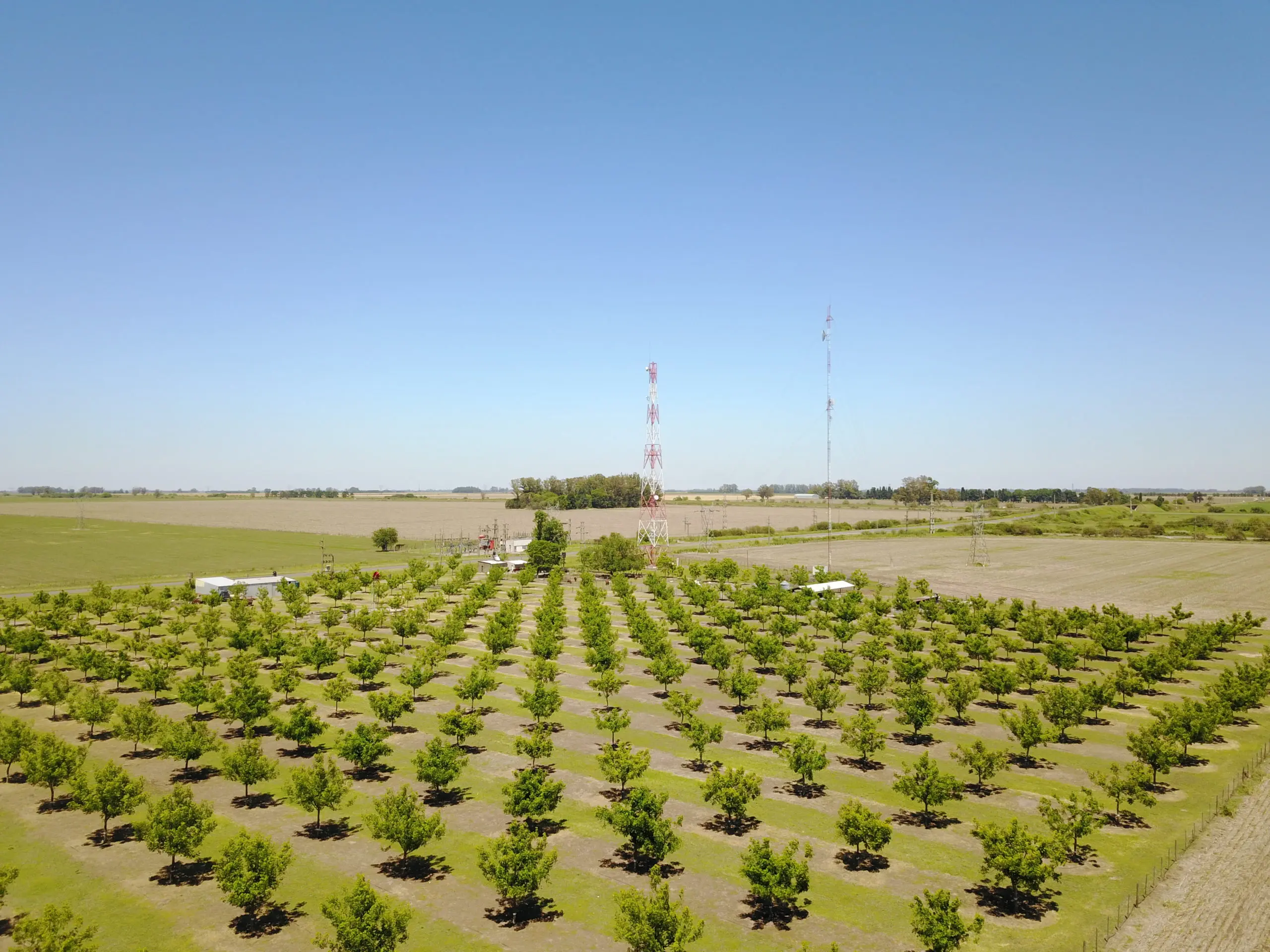 Photo taken by a drone shows a view of a pecan orchard in Argentina. The orchard is bordered by pastures.