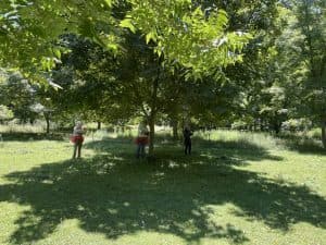 Group sampling leaf tissue, photographic leaf and bark traits, and locations for trees in the private Charles Spurgeon Carya repository.