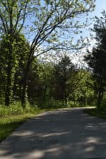 A budding pecan tree reaches for the sunlight and provides shade for walkers in this natural area