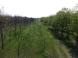 Two contrasting rows of trees.