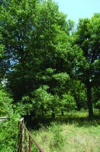 Thick, vibrant brush grows along the fence line of a native pecan grove and creates the perfect environment for edge effects.