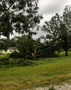A large, mature pecan tree lies on its side after being completely uprooted during Hurricane Laura. There are also several big limbs down, leaves and other debris.
