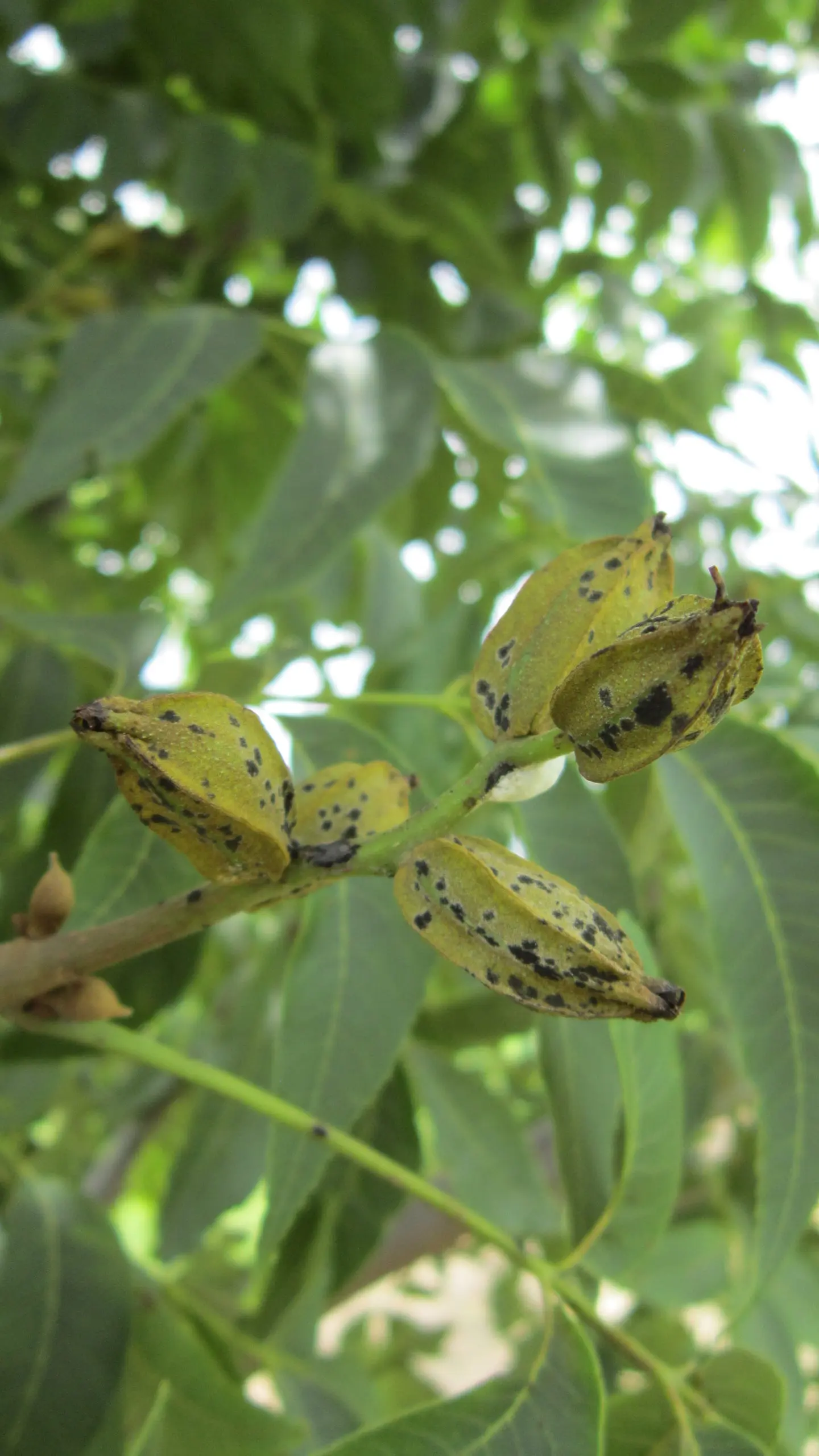Black splotches on pecan nutlets show evidence of pecan scab.
