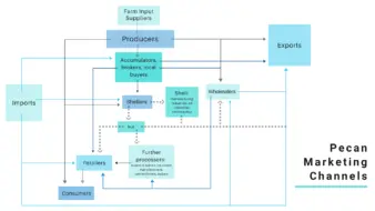 Flowchart shows the potential paths pecans take through industry marketing channels.