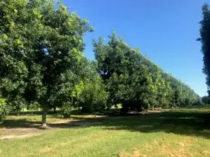 A row of mature pecan trees in a southeastern orchard in the summer. Their canopies have been hedged back and leave lots of space for sunlight.