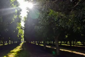 Sun sets in a pecan orchard in the late fall.