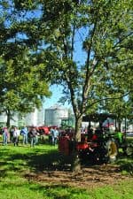 A young 'Pawnee' pecan tree is shaken on a farm in Carlyle, Illinois.