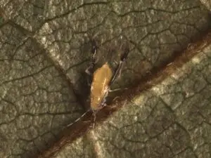 Adult blackmargined aphid