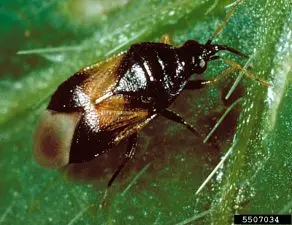A minute pirate bug adult